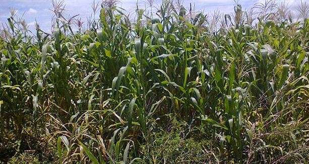 En riesgo cultivos, por adeudo a productores por parte del Gobierno de Michoacán 