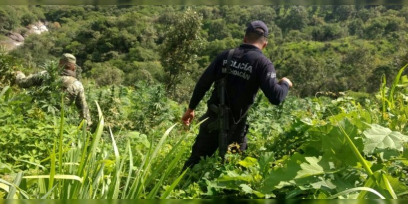 Destruyen SSP y Sedena nueve plantíos de marihuana en Madero 