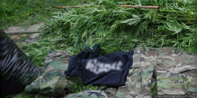 Aseguran más de 20 kilos de marihuana en Múgica, Michoacán - Foto 0 
