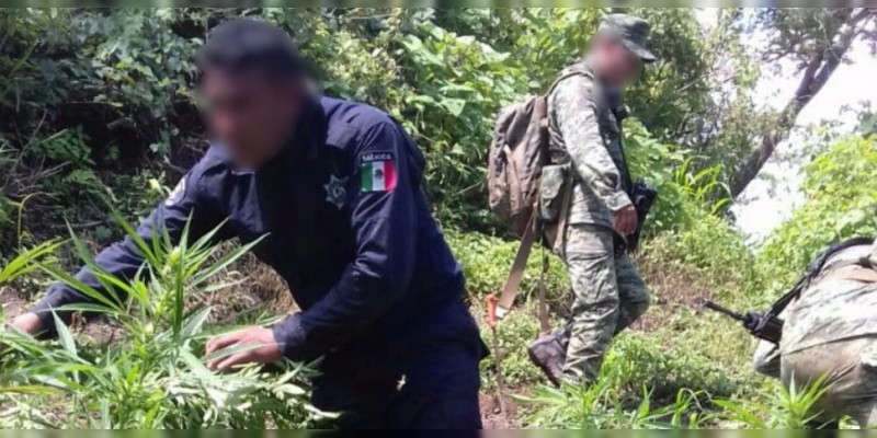 Aseguran SSP y Sedena cinco plantíos de marihuana en Madero 