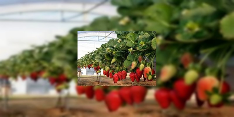 México, cuarto productor mundial de berries 