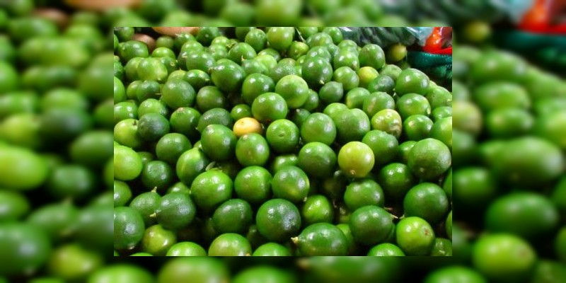 A 6.50, 7 y 8 pesos se vende el kilo de limón del Valle de Apatzingán 