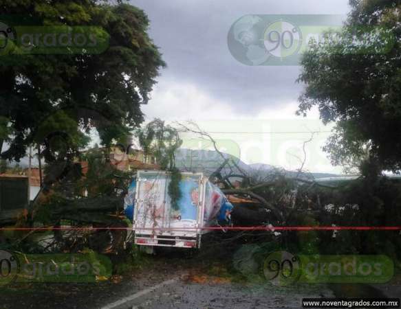 Árbol colapsa y aplasta a dos personas en Quiroga, Michoacán 