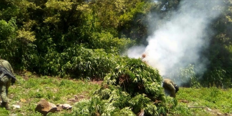 SSP y Sedena aseguran tres plantíos de marihuana en Madero  