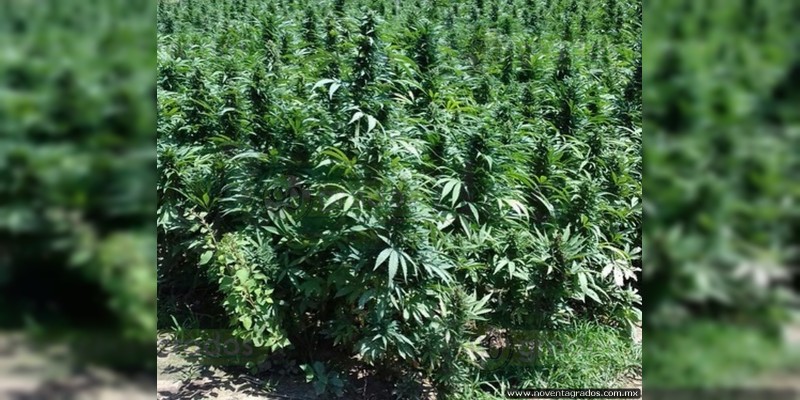 Destruye SSP 60 mil plantas de marihuana en Jungapeo 