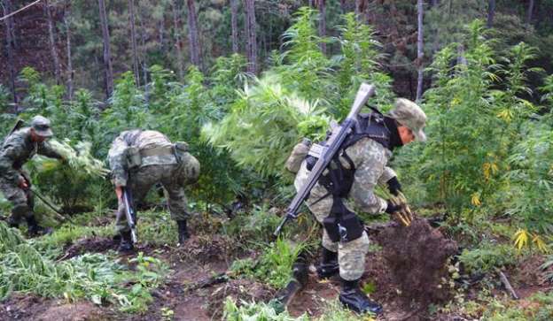 En un mes, casi 200 plantíos de marihuana destruidos por la 21 Zona Militar 
