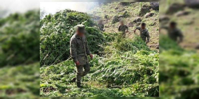 Destruyen siete plantíos de marihuana en Madero 