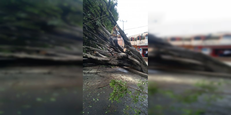 Caen dos árboles en Zitácuaro, no hubo heridos - Foto 0 