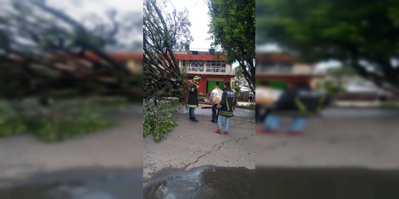 Caen dos árboles en Zitácuaro, no hubo heridos - Foto 2 