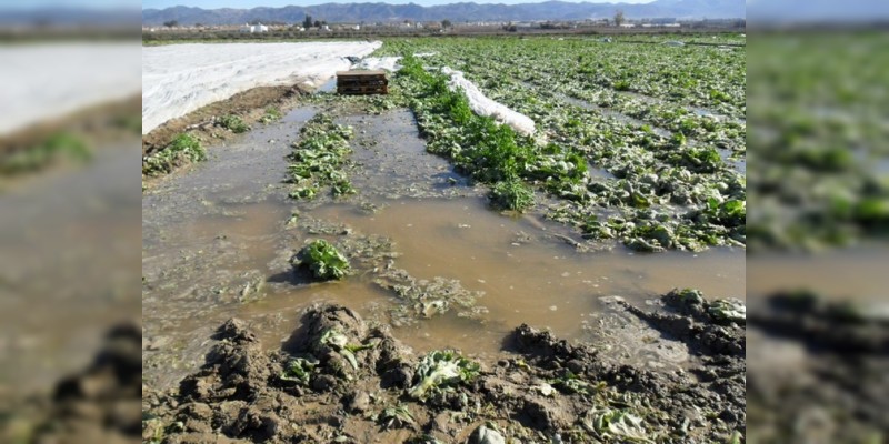 Llama Sedrua a productores, a asegurar sus cultivos  