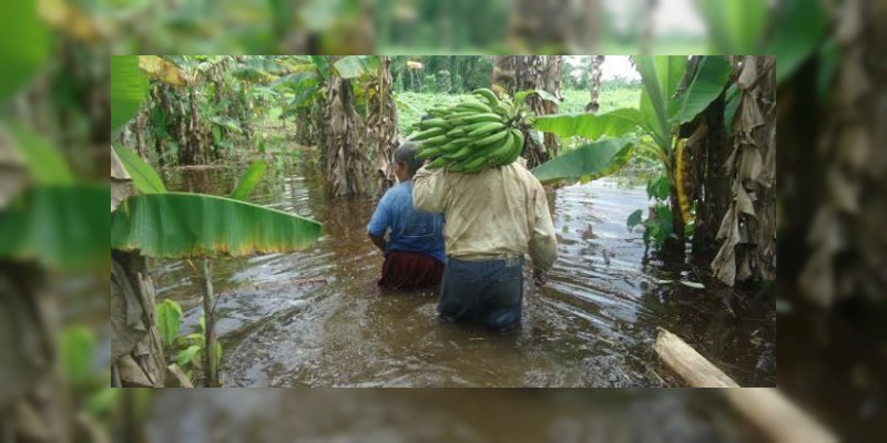Llama Sedrua a productores a adoptar la ”cultura del aseguramiento“ de cultivos 