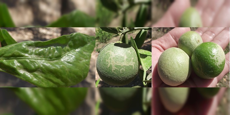 El 40 por ciento de la producción de limón que se comercializa en la zona de Tierra Caliente, afectado con TRIPS 
