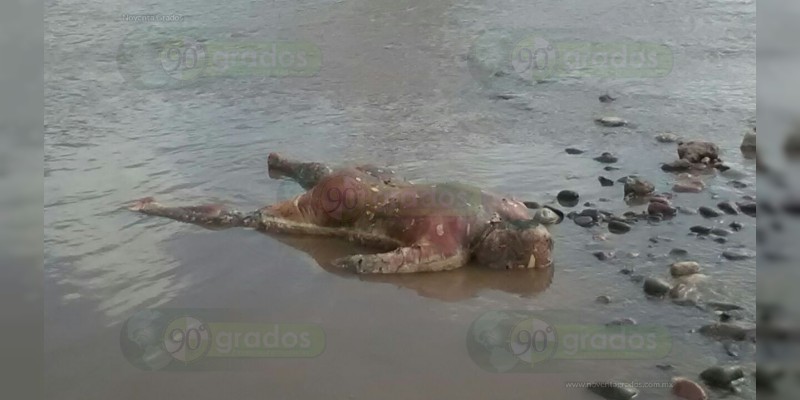 Encuentran cadáver putrefacto en Parácuaro 