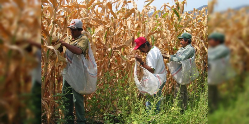 Al agro de Numarán, 1.3 mdp del programa de Recursos Municipalizados: Sedrua 