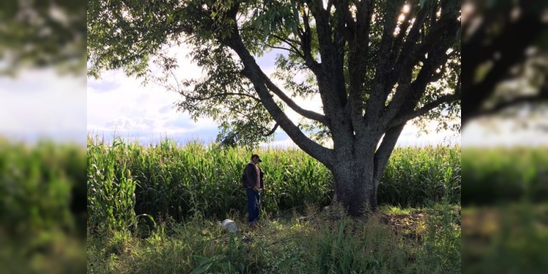 Sujeto se suicida colgándose de un árbol en Zamora 