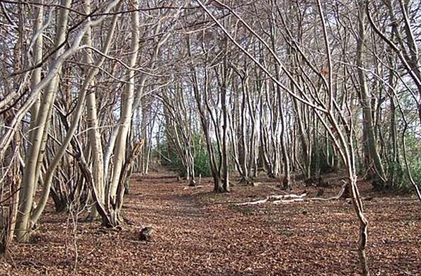 Llaman especialistas a modificar la forma de vida de los seres humanos, para revertir cambio climático‏ 