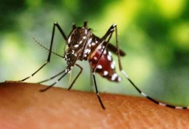 Se mantienen casos de chikungunya pero aumentan casos de dengue en Michoacán 