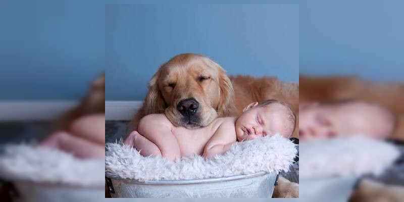 ¿Es recomendable que los bebés convivan con un perro? 