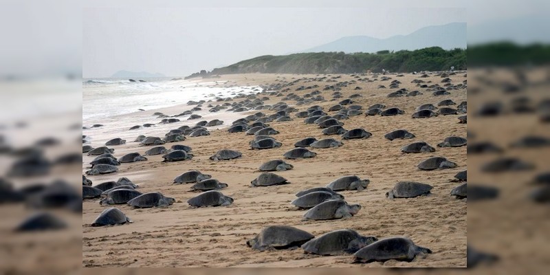 Esperan llegada de 750 mil tortugas a Lázaro Cárdenas 