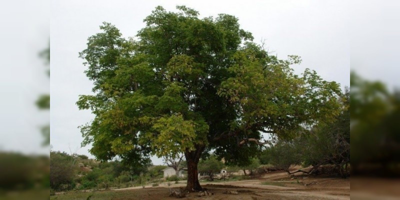 Advierten que los bosques de encino podrían desaparecer en México 