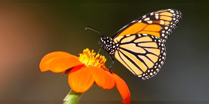Miles de personas disfrutarán como cada año la mágica y colorida llegada de la mariposa monarca a los santuarios de Michoacán 