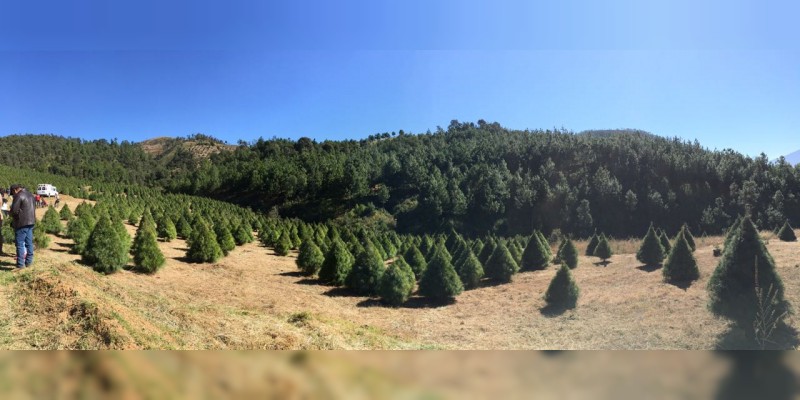 Comercializará Michoacán 16 mil árboles para Navidad 
