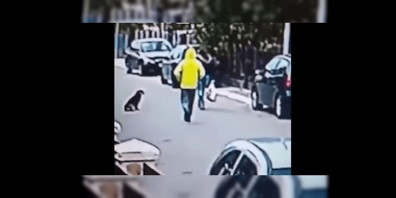 Perro callejero frustra un asalto  