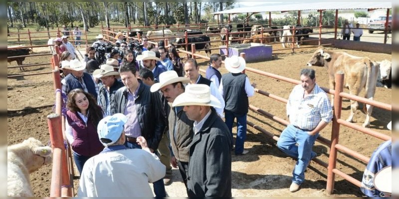 El ganado de Morelia logra el 60 por ciento del mejoramiento 