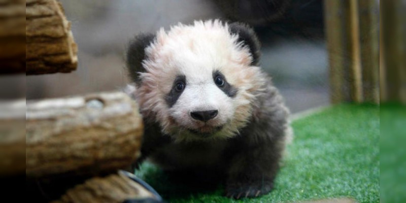 Nace primer bebé panda en Francia 