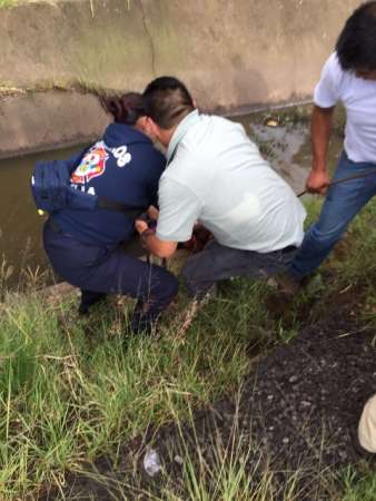 Rescatan a motociclista que cayó inconsciente a un afluente en Morelia - Foto 2 