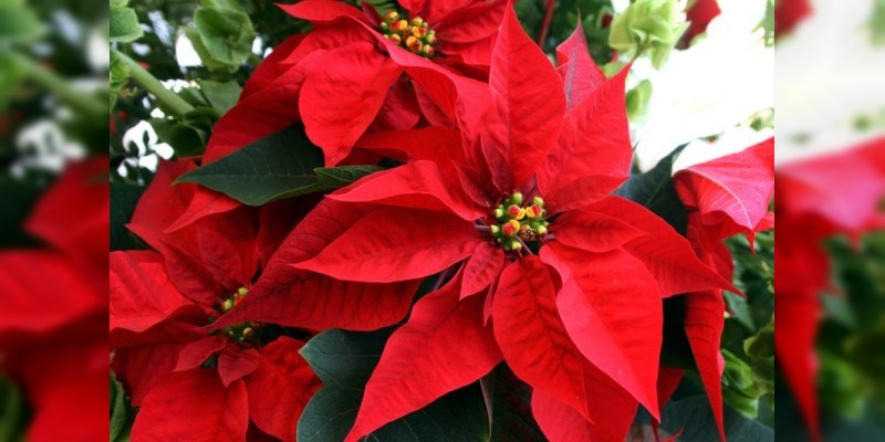Flor de nochebuena, el símbolo de la navidad