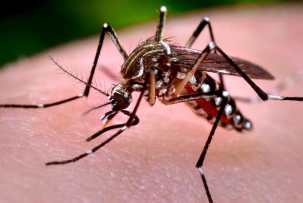 Chikunguya llegará a todo México menos a zonas frías: Secretaría de Salud 