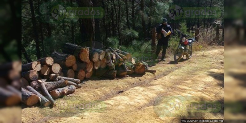 Aseguran madera talada ilegalmente en Zitácuaro - Foto 0 