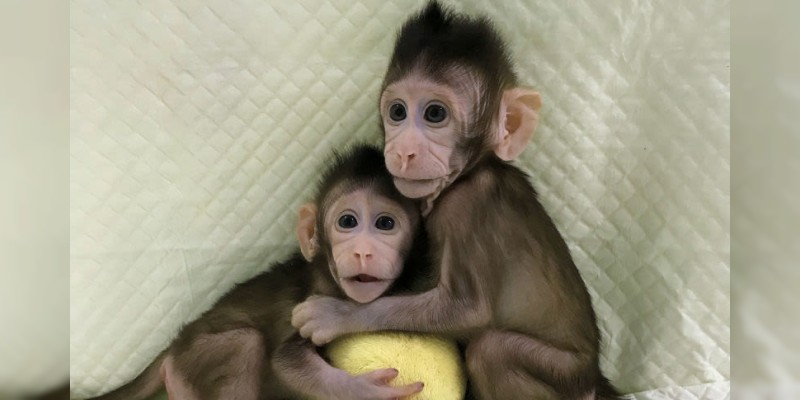 Logran clonar a los primeros monos de la historia 