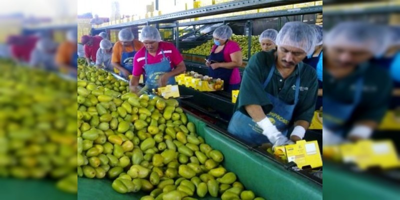 Inicia temporada de exportación de mango 2018 en Apatzingán: Chávez Contreras 