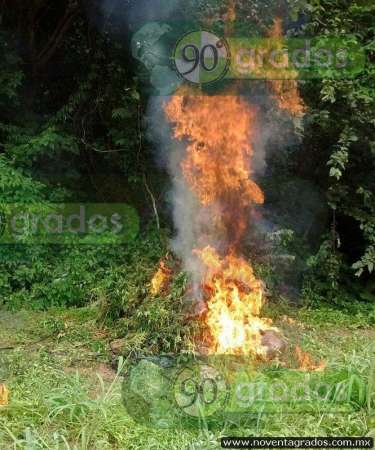 Incineran cientos de plantas de marihuana en Chinicuila, Michoacán - Foto 0 