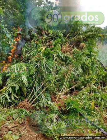Incineran cientos de plantas de marihuana en Chinicuila, Michoacán - Foto 1 