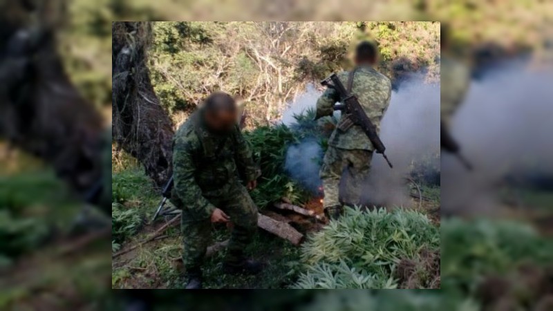 Aseguran y destruyen plantío de mariguana en Aguililla, Michoacán - Foto 0 