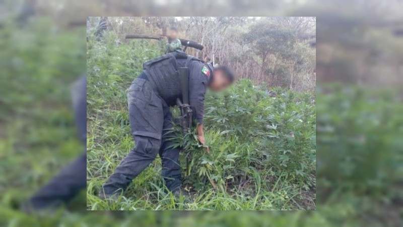 Aseguran y destruyen plantío de mariguana en Aguililla, Michoacán - Foto 1 