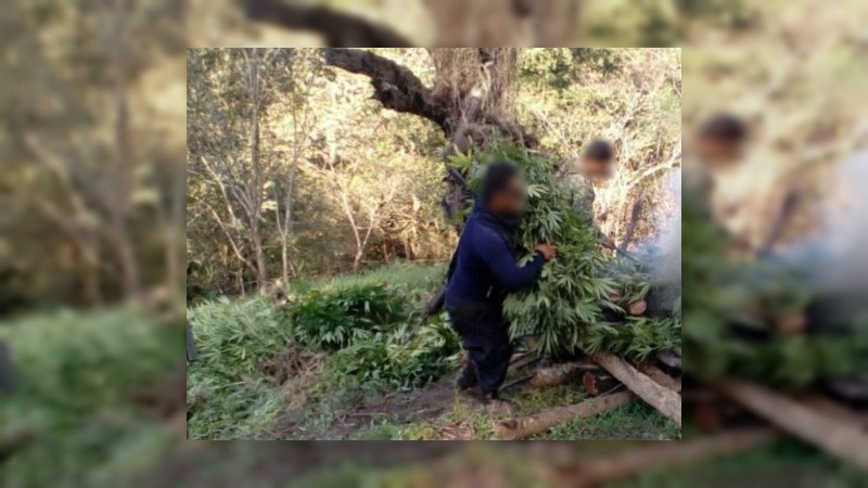 Aseguran y destruyen plantío de mariguana en Aguililla, Michoacán - Foto 2 