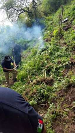 Destruyen plantío de marihuana en Tacámbaro, Michoacán 