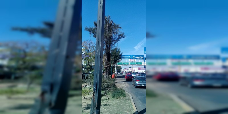 Ayuntamiento de Morelia realiza poda preventiva de árboles en Avenida Camelinas 