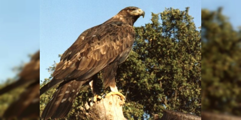Hoy 13 de febrero se celebra el Día Nacional del Águila Real 