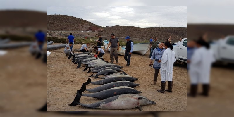 Mueren 21 delfines en La Paz, Baja California 