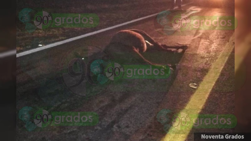 Conductor resulta lesionado tras chocar con un caballo en Ixtlán, Michoacán - Foto 1 