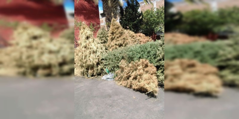 Ayuntamiento de Morelia continúa con acopio de árboles navideños durante todo Febrero 
