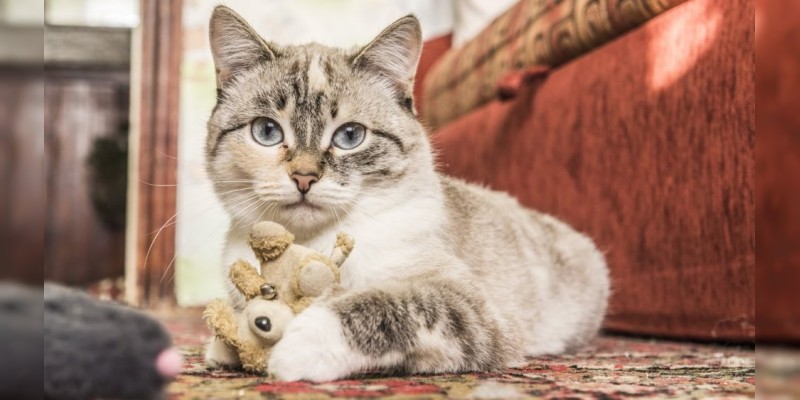 Hoy 20 de febrero es el Día Internacional del Gato  