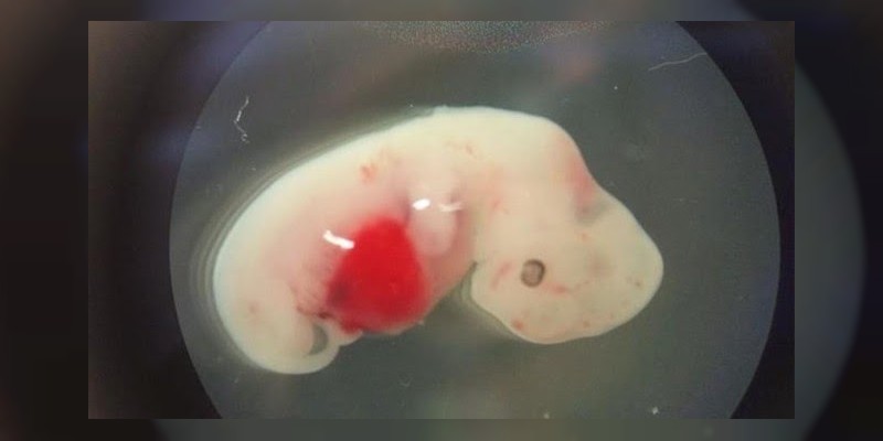 Crean al primer híbrido humano-oveja  