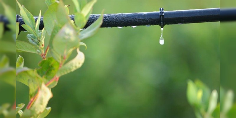 Sequías en Morelia por falta de agua: OOAPAS 