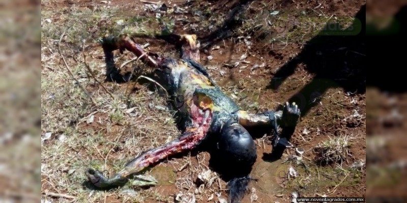Cadáver calcinado es hallado en Tlazazalca, Michoacán 